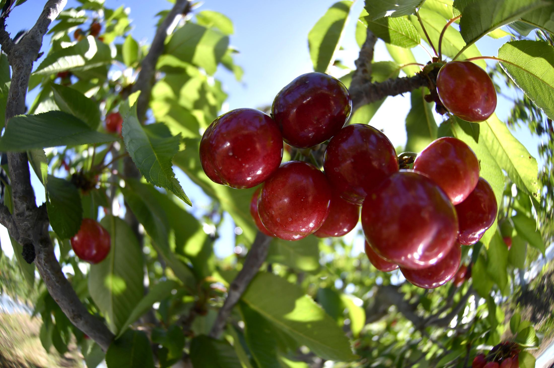 Cerezas tempranas maduras en el huerto