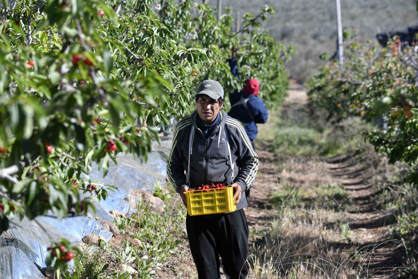 Cosecha de cerezas en huerto durante la temporada temprana