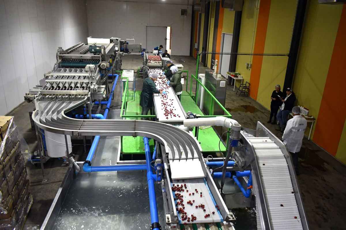 Cerezas Primores — fotografía 6 de la industria del cerezo temprano