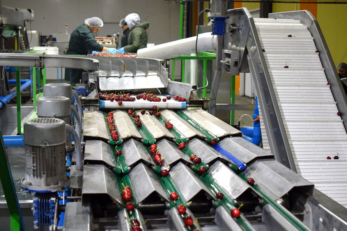 Cerezas Primores — fotografía 7 de la industria del cerezo temprano