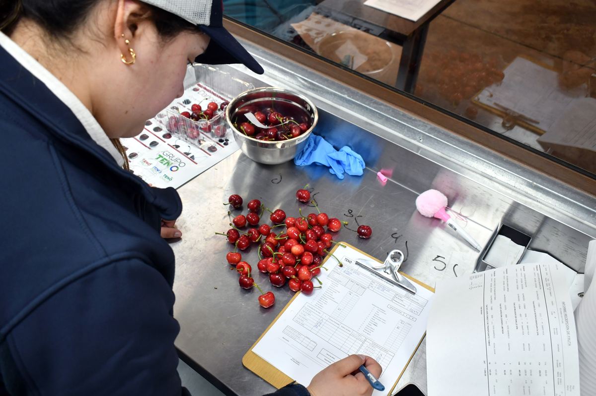 Cerezas Primores — fotografía 9 de la industria del cerezo temprano
