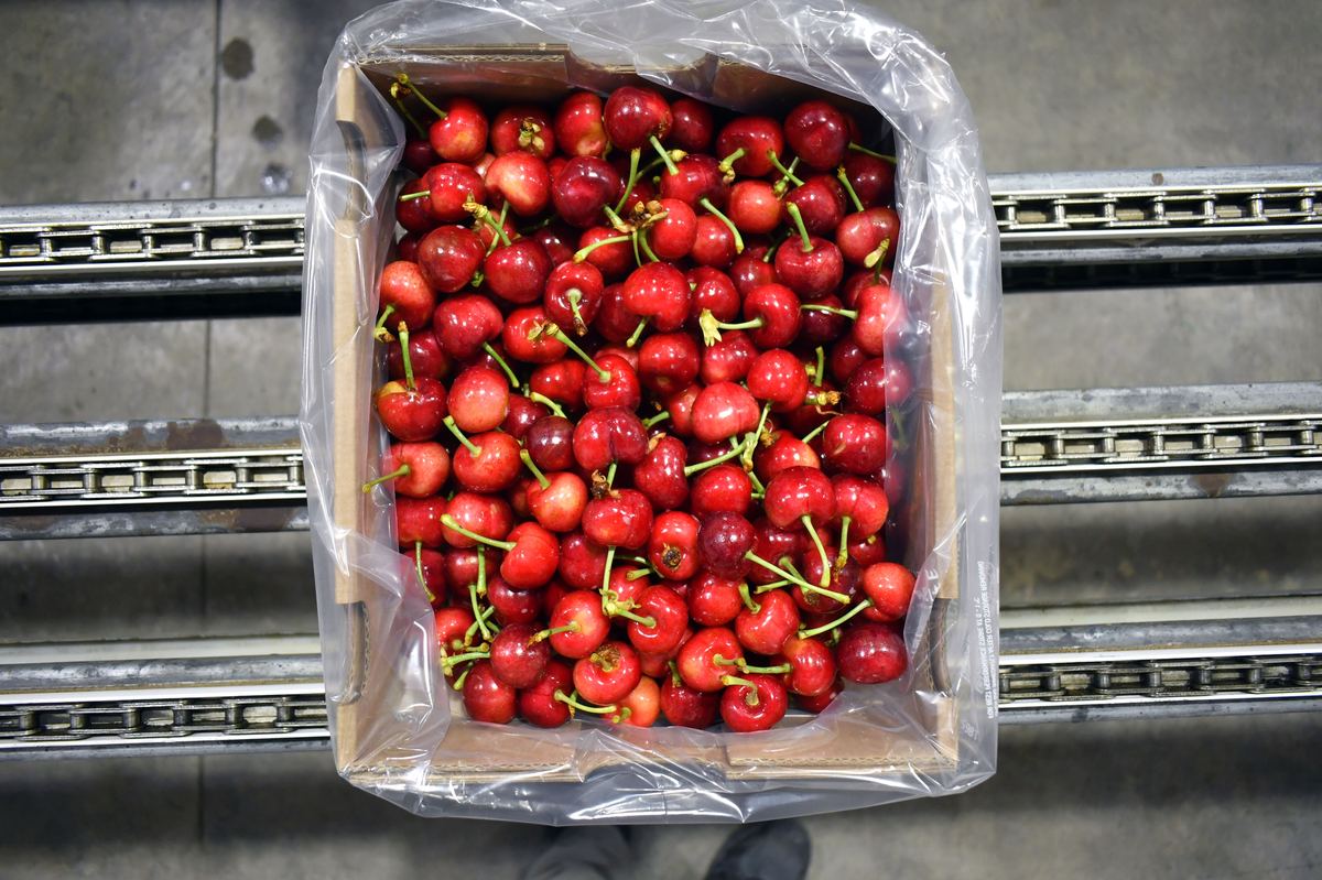Cerezas Primores — fotografía 10 de la industria del cerezo temprano