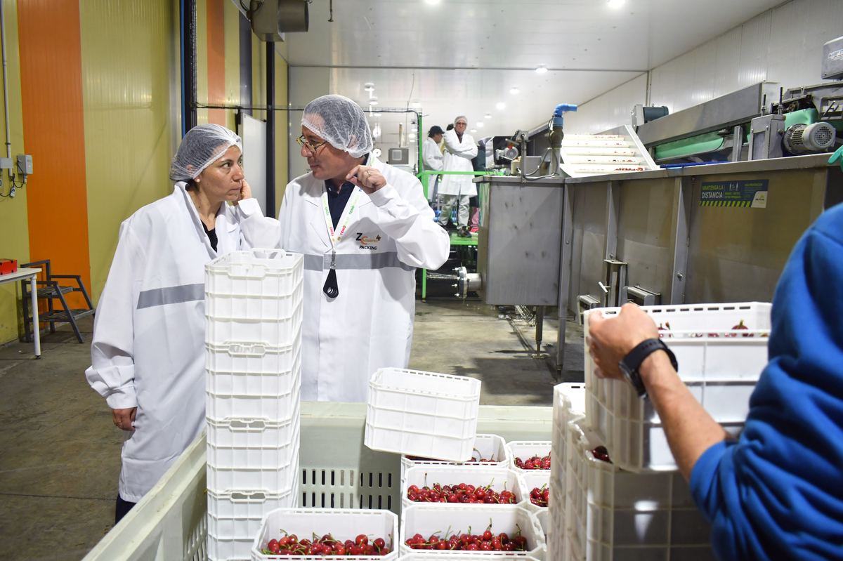 Cerezas Primores — fotografía 11 de la industria del cerezo temprano