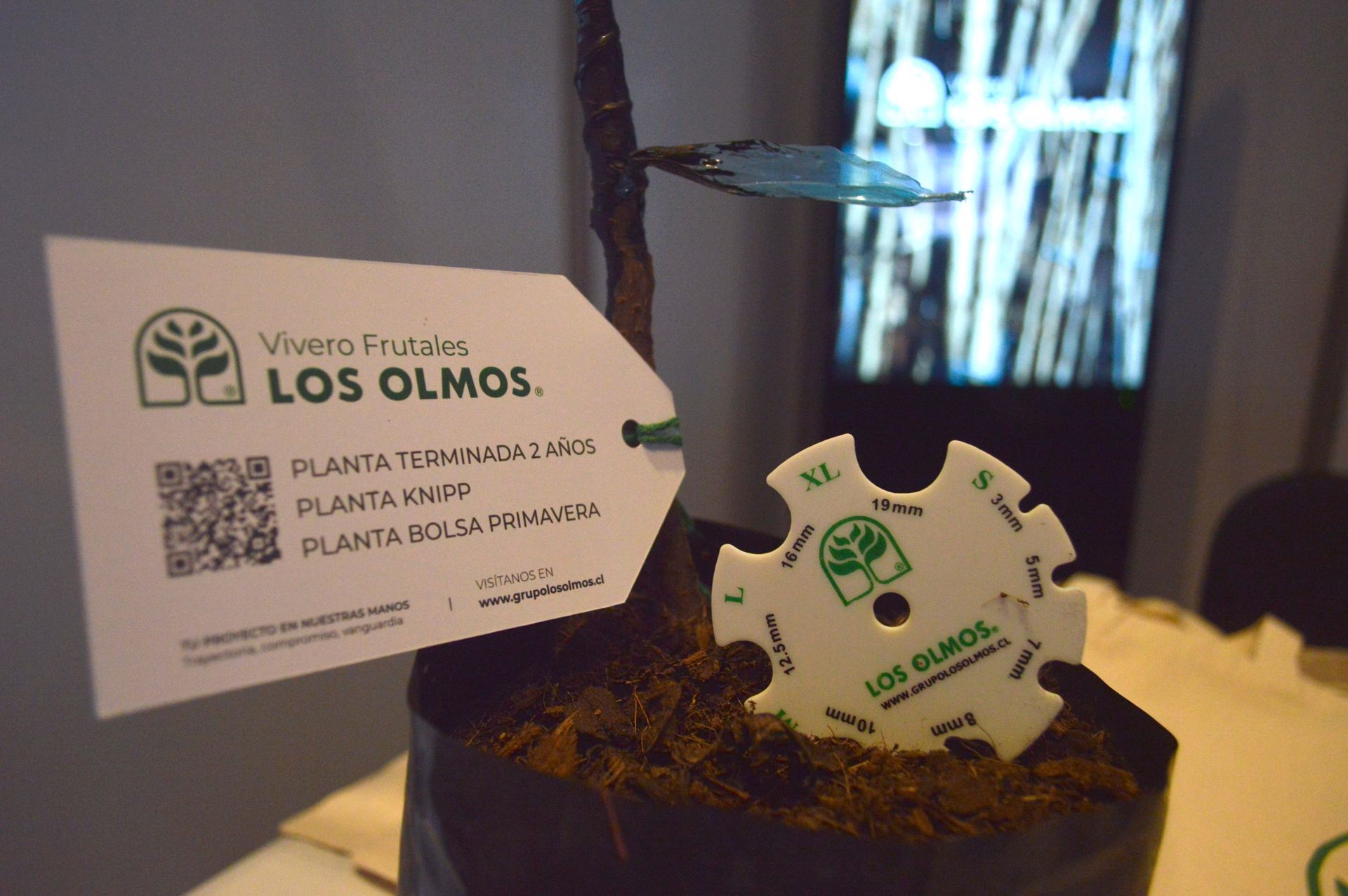 5° Seminario Internacional Cerezas Primores — stands y muestra comercial, fotografía 25